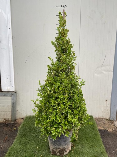 Buxus sempervirens arborescens - buxus,