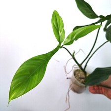 Philodendron BIG EARS