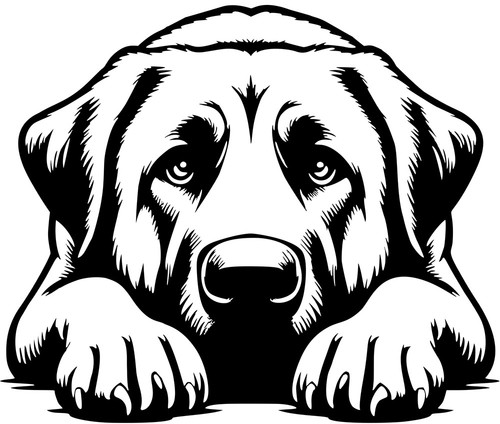 Adesivo cangal cane pastore - -,