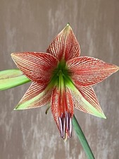 Hippeastrum Exotic Star X Lapacense - 5 semi - seeds, Amaryllis