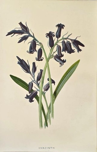 1890 giacinto antica - giacinto,
