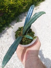 Microsorum THAIALANDICUM (Blue