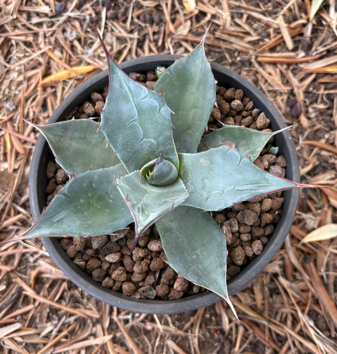 Agave parrasana pianta da - -,