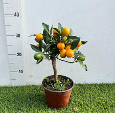 Pianta kumquat in vaso - pianta,
