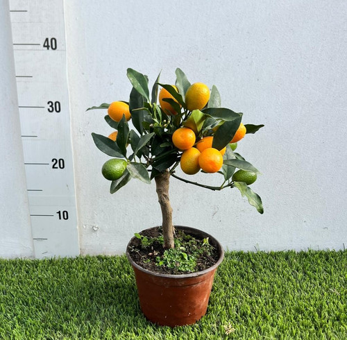 Pianta kumquat in - pianta,