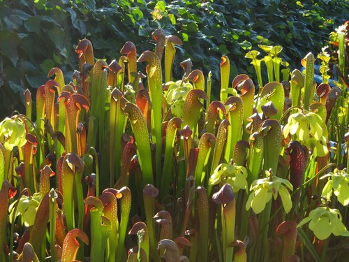 Sarracenia minor var - sarracenia,