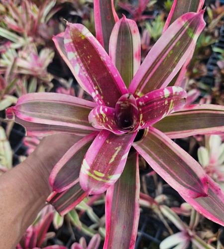 Bromelia neoregelia mai - bromelia,