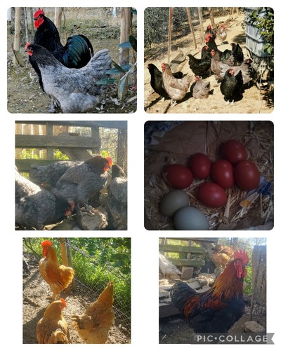 Uova fertili galline razze