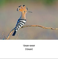 ADESIVO STICKER Uccelli Upupa