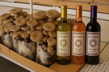 3 Fungaie funghi Pleurotus