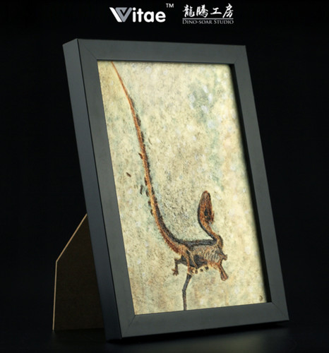 Vitae - , (sinosauropteryx