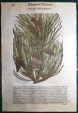 Stampa antica MATTIOLI MATTHIOLI erbario PINO MARITTIMO 1585 Antique print