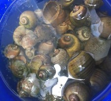 25 gusci di lumaca di mela