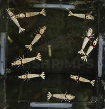 10 Caridine Cantonensis