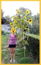 25 SEMI di GIRASOLE Gigante AD