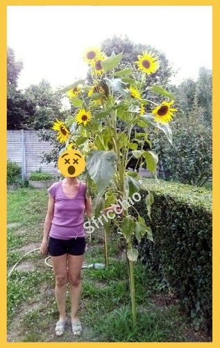 Semi girasole gigante ad - di,