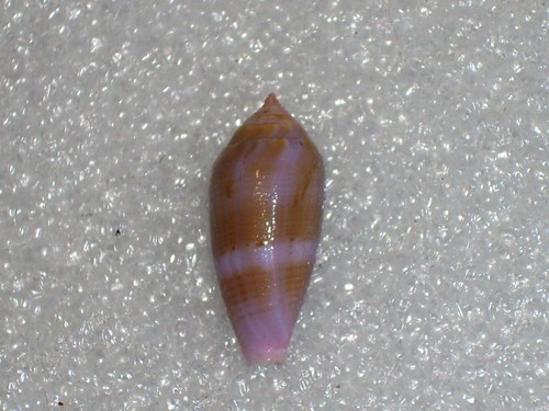 Conus granum fantastic - conus,