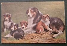 Cartolina Illustrata Cani Circa 1900 Pastore Scozzese Caccia Volpe 