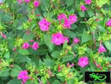 SEMI BELLA DI NOTTE MIRABILIS