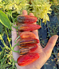 10 semi di peperoncino Mattapeno (VARIEGATO) + guida + omaggio