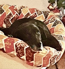 cuccia per cani interno