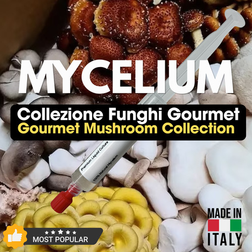 Micelio professionale funghi - micelio,