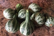 Zucca ornamentale - Tennessee Dancing Gourd - 5+ semi - semi - semi C 046