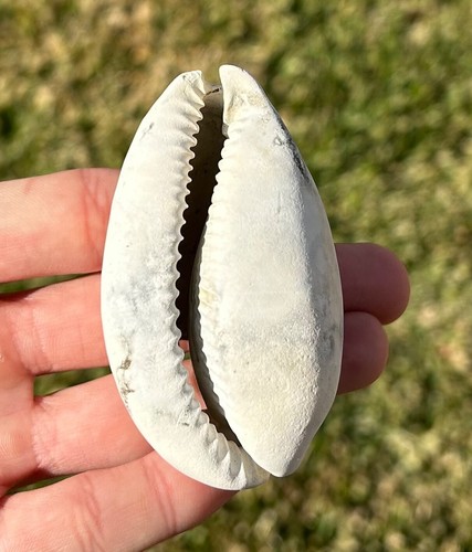 Florida fossil gastropod - florida,