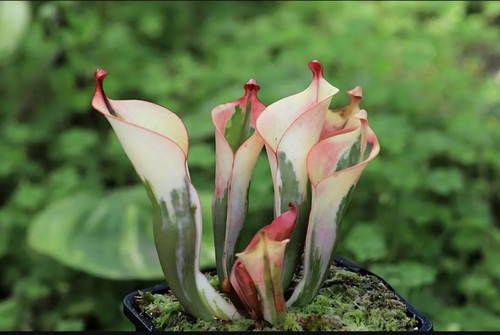 Heliamphora flamingo medium - heliamphora,