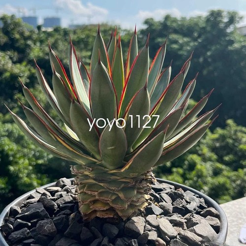 Agave borgogna - agave, 'borgogna