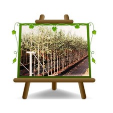 Olivi Favolosa 17  Olivi da