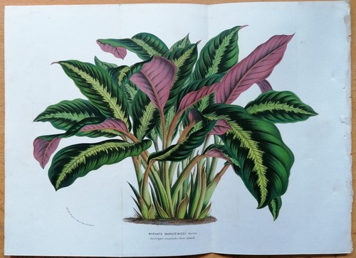 Van houtte flore serres - houtte, de