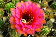 "VARANASI" Echinopsis  Hybride
