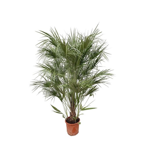 Arbusto chamaerops humilis - chamaerops,