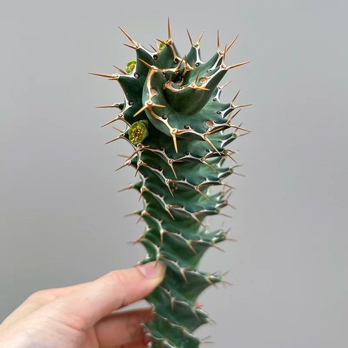 Pianta cactus succulenta - di,