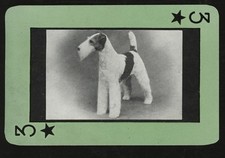 carta cane pre ww2 FOX TERRIER