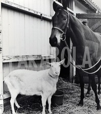 Foto Vintage Animali Regno