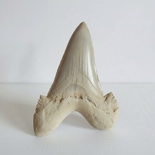Grande dente squalo fossile - di,