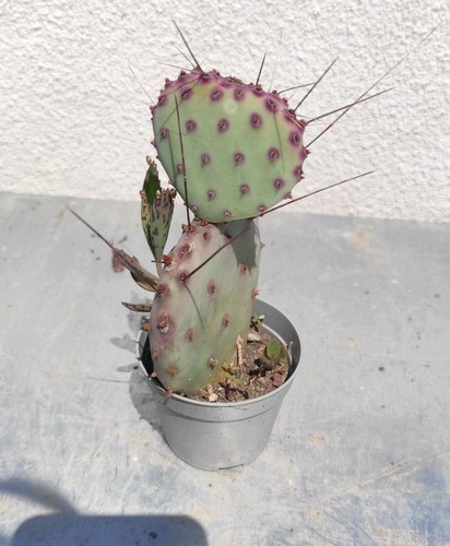 Vaso pianta opuntia - 🏜️🥰vaso,