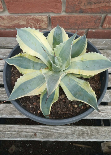 Agave ovatifolia orca - ovatifolia, 30
