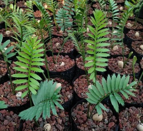 Encephalartos caffer leaf - encephalartos, 1