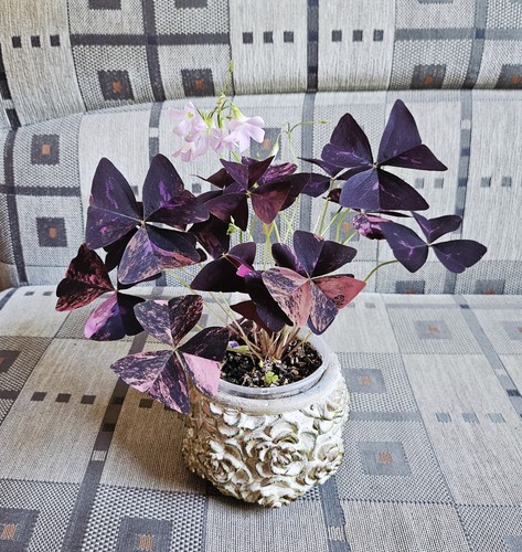 Oxalis triangularis rosa - oxalis,
