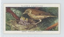 1937 Player's Cigarettes Tobacco Card Song Thrush (F) Birds & Their Young #40