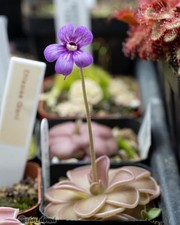 Pinguicula hemiepiphytica x