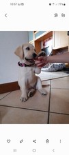 CUCCIOLI LABRADOR  Nati il 12 marzo   sono cani di razza  pura genitori visibili