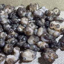  Bonsai di Suiseki - Pietra