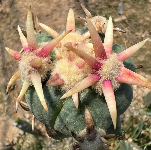 Echinocactus horizthalonius - echinocactus,