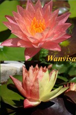 3 piante laghetto o tinozza: 1