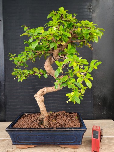 Bonsai carmona 43 - di,