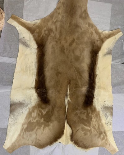 Springbok skin dal sudafrica - springbok,